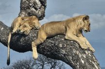 Explore 3 days Mikumi Wildlife Safari from Zanzibar 