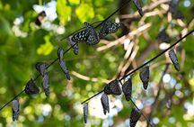 Private Amami Nature and Culture Experience