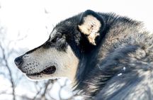 Small Group Wilderness Husky Sledding 2h from Tromsø (car needed)