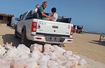 Private Tour to Sal Island Personalized Experience for Group