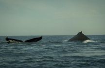 Whale Watching and Marine Life Tour with Snorkeling