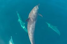 Whale Watching and Marine Life Tour with Snorkeling