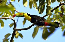 Curicancha Monteverde Nature Walk