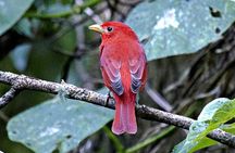 Curicancha Monteverde Nature Walk