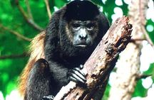 Curicancha Monteverde Nature Walk