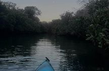 Dolphin Sanctuary Kayak Tours Twilight Mangrove Kayak