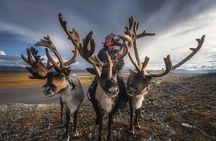 Reindeer Family Tour with Naadam Festival and Gobi Desert