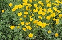 Spiritual Tour at Spetses Forest