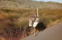 Cape town: Full-day Cape of Good Hope&table mountain 