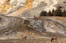 Private Winter Wildlife Tour in Yellowstone Park's Northern Range