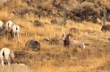 Private Guided Tour in Yellowstone National Park