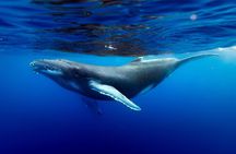 Shared whale watching tour TAHITI