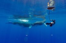 Shared whale watching tour TAHITI