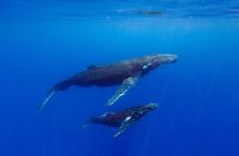 Shared whale watching tour TAHITI