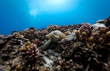 Want to escape? Treat yourself to a snorkeling session in Tahiti!