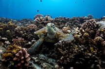 Want to escape? Treat yourself to a snorkeling session in Tahiti!
