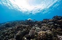 Want to escape? Treat yourself to a snorkeling session in Tahiti!