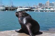 Private Punta del Este Tour Custom Outdoor Activities and Add-ons