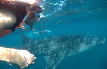 whaleshark, snorkeling with a giant sea