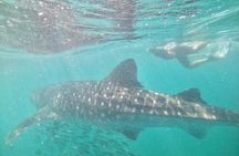 whaleshark, snorkeling with a giant sea