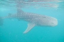 whaleshark, snorkeling with a giant sea