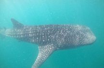 whaleshark, snorkeling with a giant sea