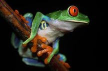 Night Walk Around Arenal Volcano