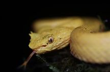 Night Walk Around Arenal Volcano