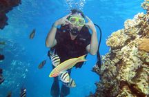 Beginner Diving 2 Dive Spots with Lunch & Transfers :Hurghada
