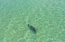 Clear Kayak Tour of Clearwater Beach