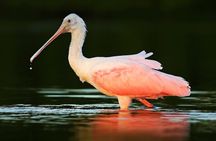 Dolphin Wildlife Space X Cruise 