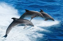 Dolphin Wildlife Space X Cruise 
