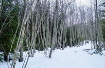 Photography, Gondola & Snowshoeing