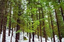 Photography, Gondola & Snowshoeing