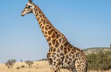 7 Day Budget Safari Maasai Mara Nakuru Naivasha and Amboseli