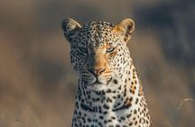 7 Day Budget Safari Maasai Mara Nakuru Naivasha and Amboseli