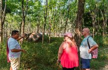 Khao Lak Elephant Sanctuary, Waterfall & Turtle Conservation