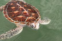 Khao Lak Elephant Sanctuary, Waterfall & Turtle Conservation