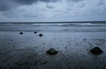 Sea Turtle Nesting and Hatching Tour Samara and Carrillo