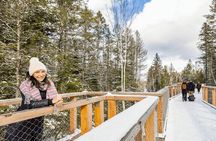 Treetop Observatory and Walk