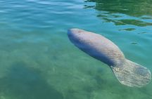Eco Manatee and Wildlife Boat Tour