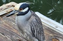 Eco Manatee and Wildlife Boat Tour