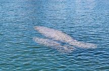 Eco Manatee and Wildlife Boat Tour