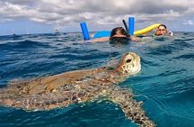 Private Snorkeling Aruba: Turtle & Fish Discovery (Customizable)