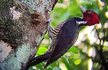 Curicancha Monteverde Nature Walk