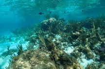 Stingray City Sandbar, Snorkel, Star fish Beach (Family operated)