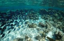 Stingray City Sandbar, Snorkel, Star fish Beach (Family operated)