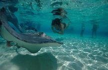 Stingray City Sandbar, Snorkel, Star fish Beach (Family operated)