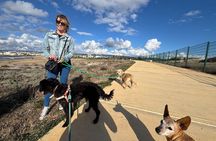 Scenic Beach Walk with Rescue Dogs