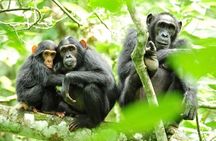5 Days Chimpanzee and Gorilla Safari Uganda